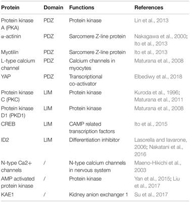 An Overview of the Cytoskeleton-Associated Role of PDLIM5